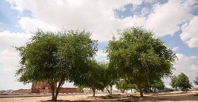 Sidr Tree